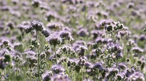Phacelia Flowers Video stock 28235215
