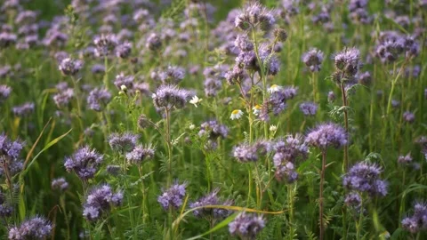 Phacelia flowers Stock Footage 313824324