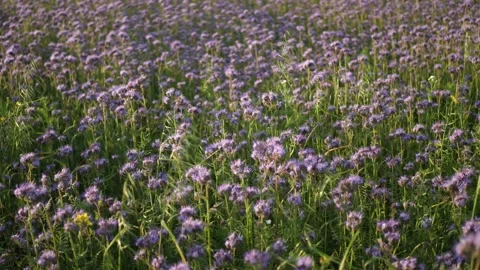 Phacelia Stock Footage 313824465