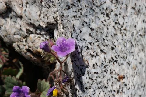 PHACELIA MINOR BLOOM Stock Photos
