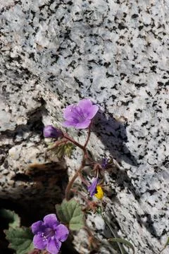 PHACELIA MINOR BLOOM Stock Photos