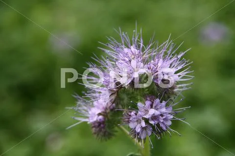 Phacelia - an organic fertilizer Stock Photos