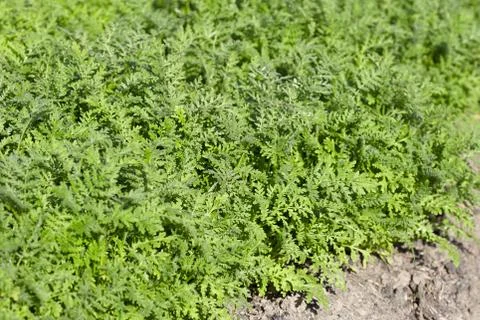 Phacelia Stock Photos