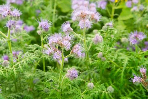 Phacelia Stock Photos
