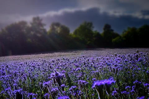 Phacelia Stock Photos