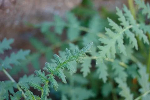 PHACELIA RAMOSISSIMA LEAF Stock Photos