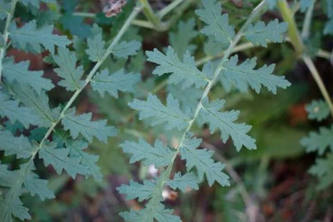 PHACELIA RAMOSISSIMA LEAF Stock Photos