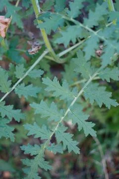 PHACELIA RAMOSISSIMA LEAF Stock Photos