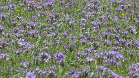 Phacelia tanacetifolia in bloom - full screen Stock Footage 134036093
