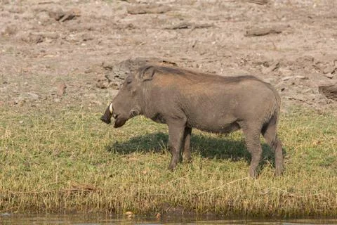 Phacochoerus profile Stock Photos
