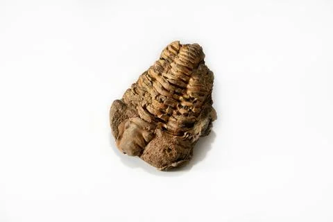 Phacopida, Fossil Specimen. Stock Photos