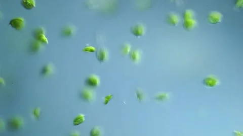 Phacus under DIC microscopy – unicellular motile algae with flagellum Stock Footage 315928448