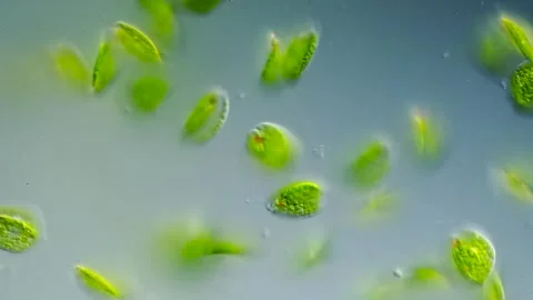 Phacus under DIC microscopy – unicellular motile algae with flagellum (40x lens) Stock Footage 319071614