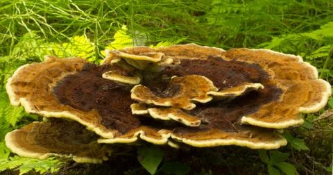 Phaeolus schweinitzii 스톡 사진