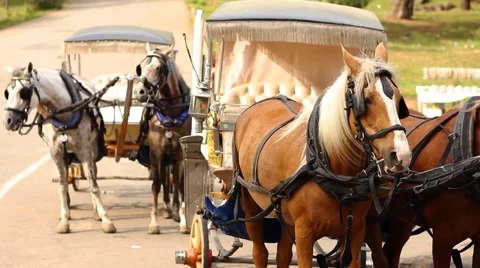 Phaetons waiting 3 Stock Footage 5502785