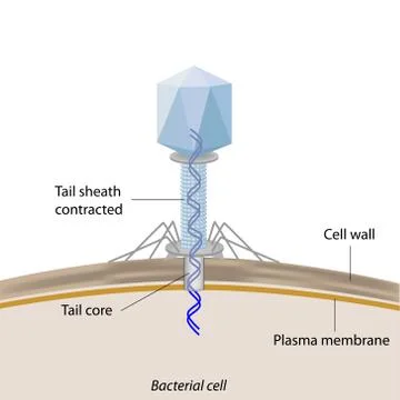 Phage infecting a bacterium Stock Illustration