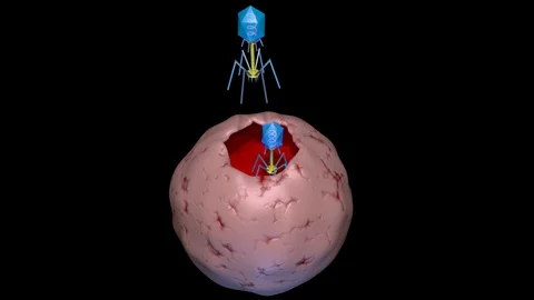 Phage therapy many viruses exiting bacteria , cell.  3d animation Stock Footage 121129862