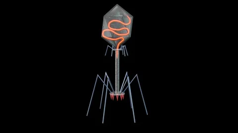 Phage therapy virus injecting dna strand . 3d animation Video stock 121129822