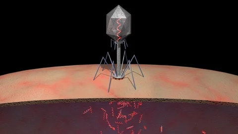 Phage therapy virus inserts DNA into bacteria . 3d animation Video stock 121129844