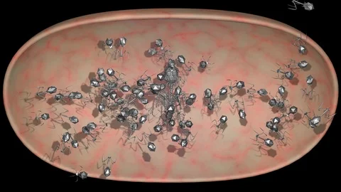 Phage Therapy Viruses Assemble Inside Bacteria . 3D Animation Stock-Footage 121129821