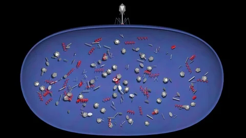 Phage therapy viruses assemble inside bacteria . 3d animation Video stock 121129845