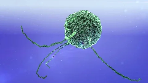 Phagocyte kills viruses Stock Footage 74898223