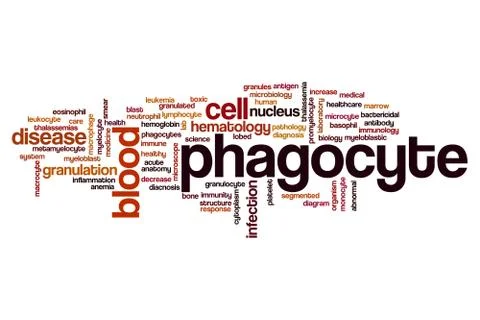 Phagocyte word cloud Stock Illustration