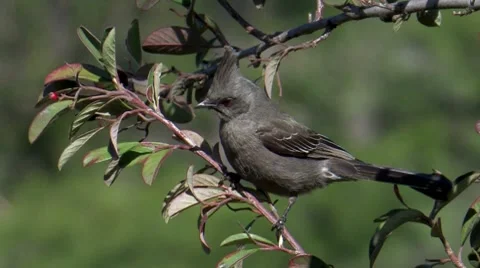 Phainopepla 1 Stock Footage 8509235