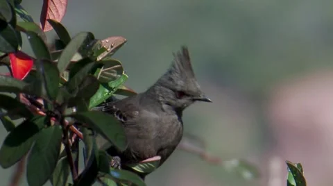 Phainopepla 3 Stock Footage 8509205
