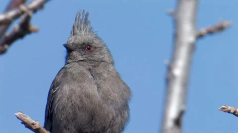 Phainopepla 4 Stock Footage 8509193