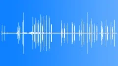 Phainopepla CU Song Insects Sound Effect