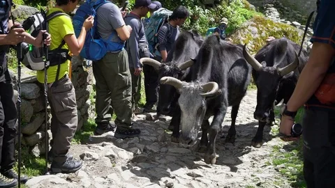PHAKDING, NEPAL 11 SEPTEMBER 2017 : Trekkers Give A Way to Yak  on The Way to Stock Footage 84884171