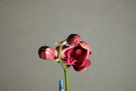 Phal 0609 Video stock 872446
