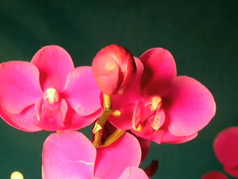 Phal 1a Video stock 915440