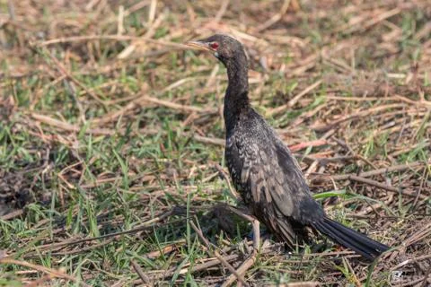 Phalacrocorax africanus Foto stock