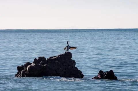 Phalacrocorax aristotelis Stock Photos