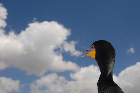Phalacrocorax auritus Stock Photos