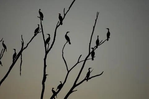 Phalacrocorax auritus 스톡 사진