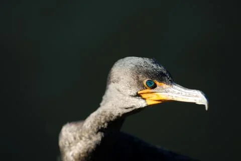 Phalacrocorax auritus Stock Photos