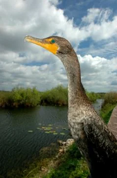 Phalacrocorax auritus 스톡 사진