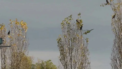 Phalacrocorax carbo Stock Footage 100746461