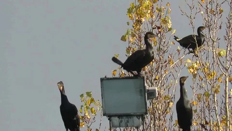 Phalacrocorax carbo Stock Footage 100746470