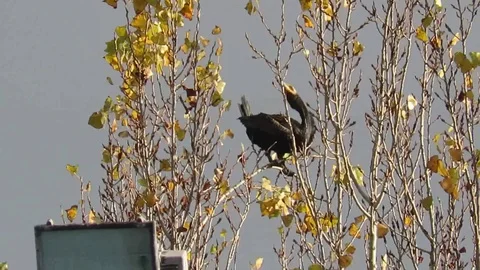 Phalacrocorax carbo Stock Footage 100746492