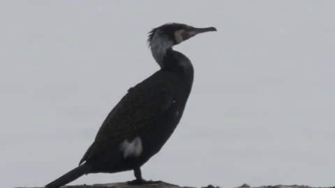 Phalacrocorax or cormorant sits on rock upon water. Big dark bird has a rest Stock Footage 144980345