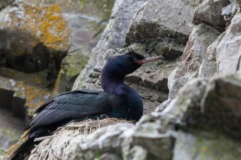 Phalacrocorax pelagicus Stock Photos