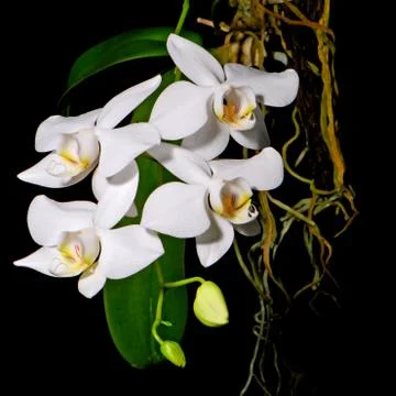 Phalaenopsis amabilis Stock Photos