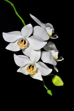 Phalaenopsis amabilis Stock Photos