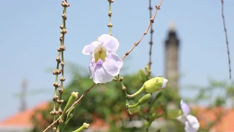 Phalaenopsis amabilis white color, Bunga Anggrek Bulan named in Indonesia, locat Stock Footage 138677460