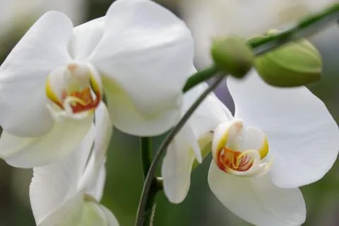 Phalaenopsis amabilis white Stock Photos