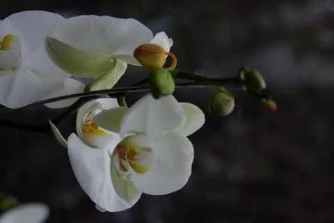 Phalaenopsis amabilis white Stock Photos
